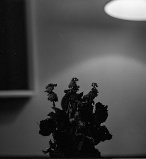 The Gol and the Bolbol